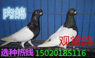 肉鸽价格走势图,市场趋势与投资洞察